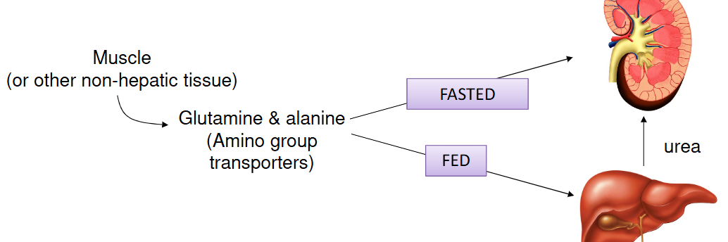 <p>Fasted state involved formation of glutamine and alanine</p><p>Fed state mostly glutamine, involves liver and kidney</p><p>Fed state excretes NH<sub>4</sub><sup>+ </sup>as urea</p><p>Fasted state mainly excretes as NH<sub>4</sub><sup>+ </sup>directly</p>