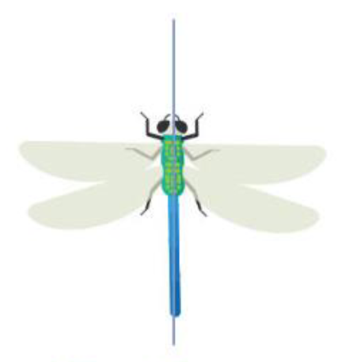 <p>bilateral symmetry</p>