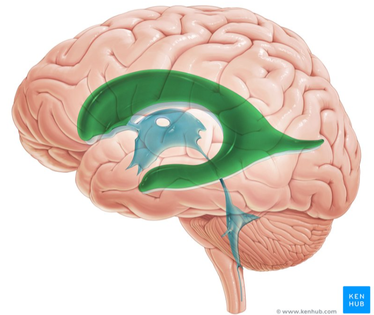 <p>C-shaped cavities located within the cerebral hemispheres of the brain</p><ul><li><p>responsible for production, circulation, and containment CSF to protect the brain</p></li></ul><p></p>