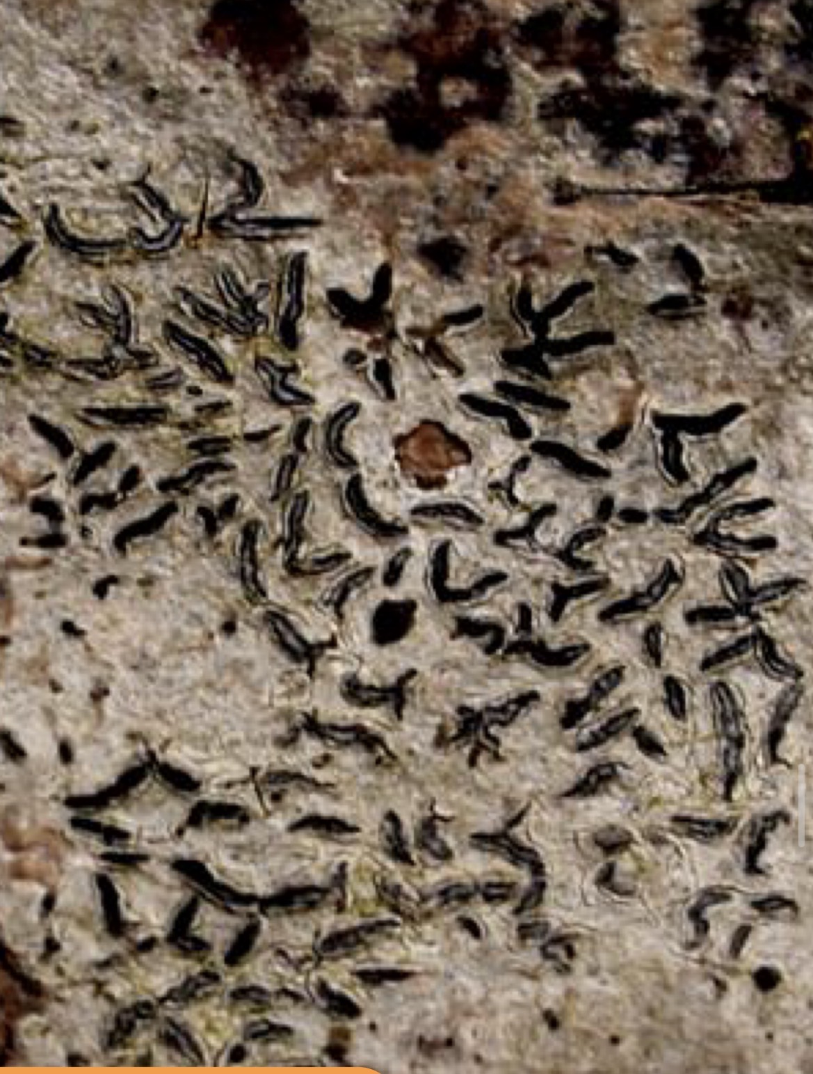 <p>Skupina in vrsta</p>