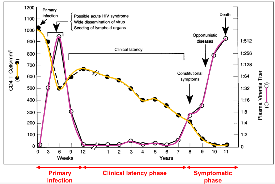 <p>Progresses from primary infection (high viral load) to clinical latency (stable but declining CD4 count) and finally to AIDS (acquired immunodeficiency syndrome)</p>
