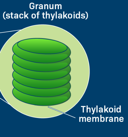 <p>The flattened sacks within chloroplasts that create stacks called grana</p>