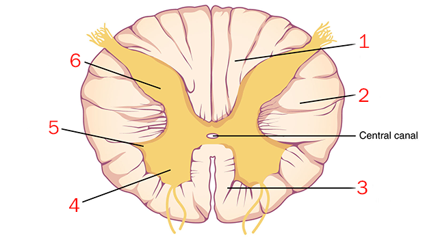 <p>Which of these structures is formed by cell bodies of autonomic neurons in the thoracic region of the spinal cord?</p>