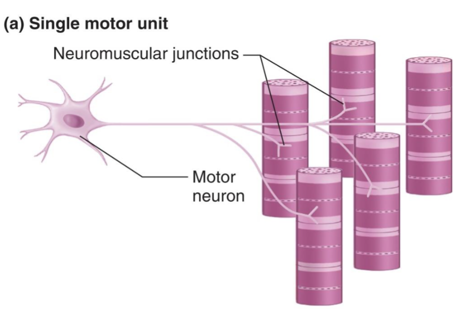 <p>The <strong>NMJ</strong> = the synapse/interface between an <strong>α-motor neuron and a muscle fiber</strong>.</p><ul><li><p>NMJ signaling is <strong>always excitatory</strong> → initiates muscle contraction, never inhibits.</p></li><li><p>Each muscle fiber has <strong>only ONE NMJ</strong>.</p></li><li><p>The NMJ allows the motor neuron's electrical signal to activate the muscle fiber → <strong>excitation-contraction coupling</strong>.</p></li></ul><p><strong>Think:</strong> Motor neuron → <strong>NMJ</strong> → muscle fiber → contraction.</p>