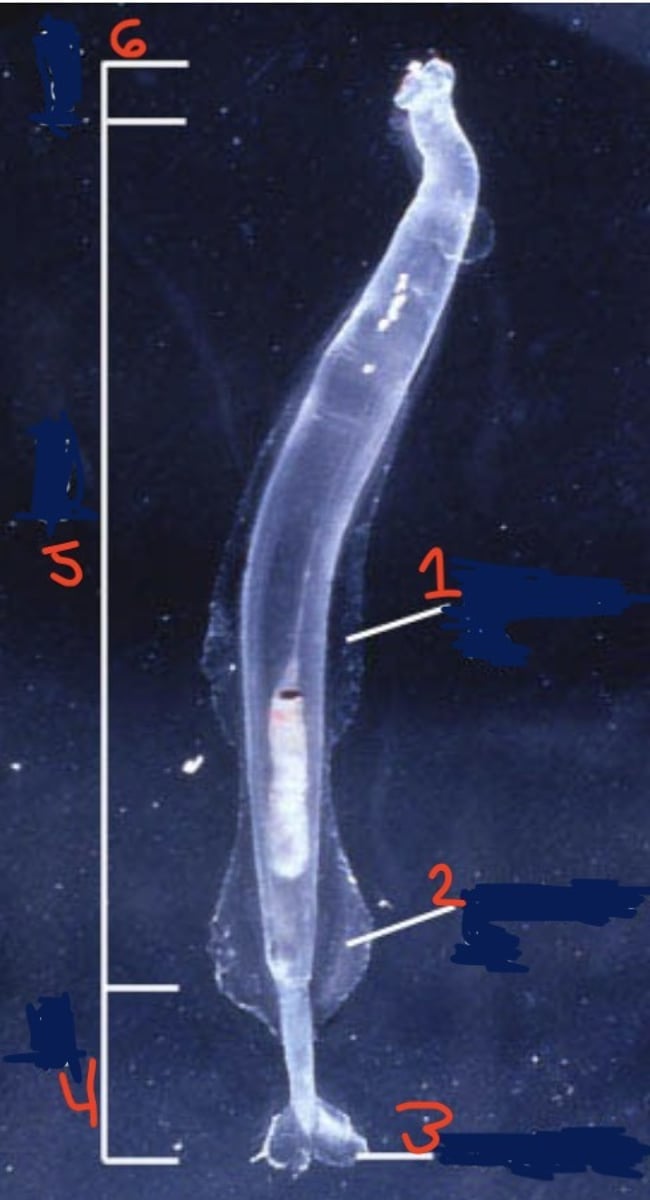 <p>what is 5?</p>
