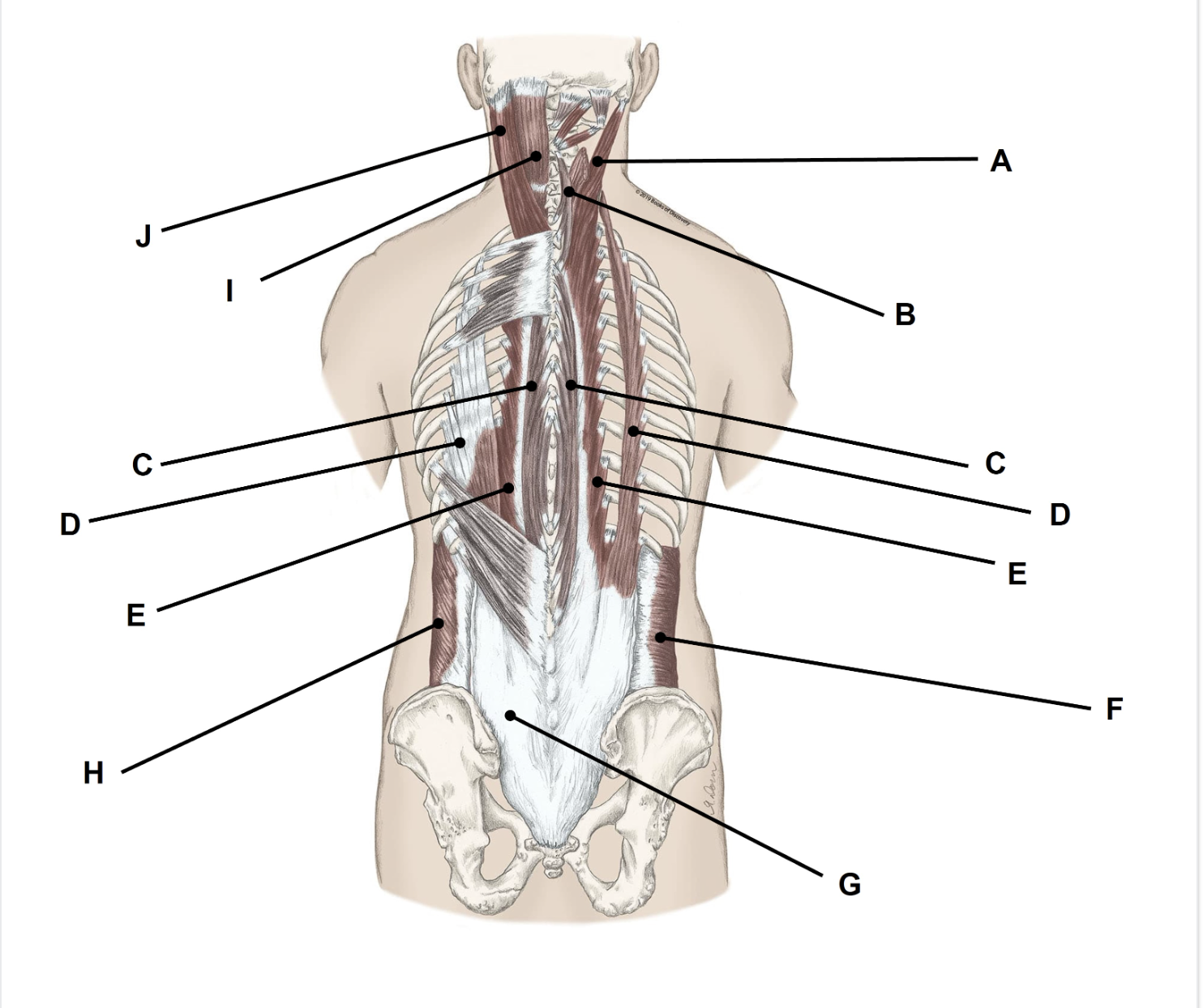 <p><span>Match the appropriate term with the landmark or structure (A-J) identified in the picture below. I have labeled some of the same muscles on both sides for clarity (C, D, E).&nbsp;</span></p>