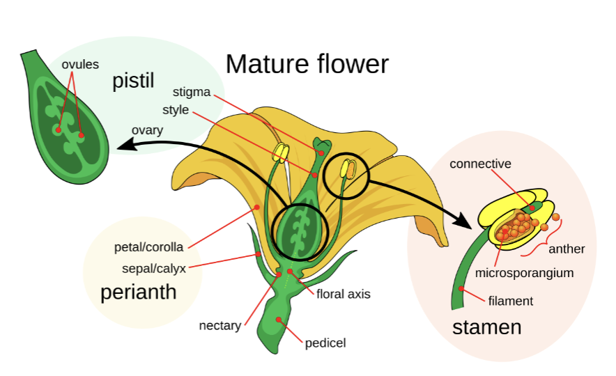 <p><span>Flower structure</span></p>