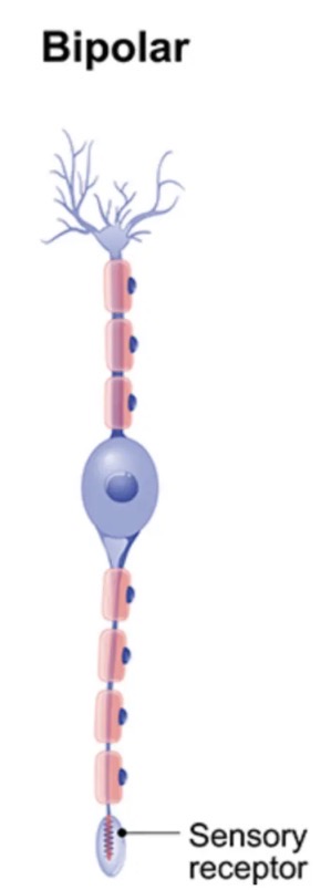 <ul><li><p>A bipolar neuron has one axon and one dendrite extending from the soma.</p></li><li><p>Both the axon and dendrite have many branches at each end.</p></li><li><p>An example of a bipolar neuron is a retinal bipolar cell, which receives signals from photoreceptor cells that are sensitive to light and transmits these signals to ganglion cells that carry the signal to the brain.</p></li></ul><p></p>