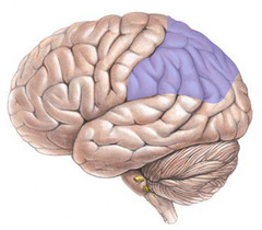 <p>areas of the cerebral cortex that are not involved in primary motor or sensory functions; rather, they are involved in higher mental functions such as learning, remembering, thinking, and speaking.</p>