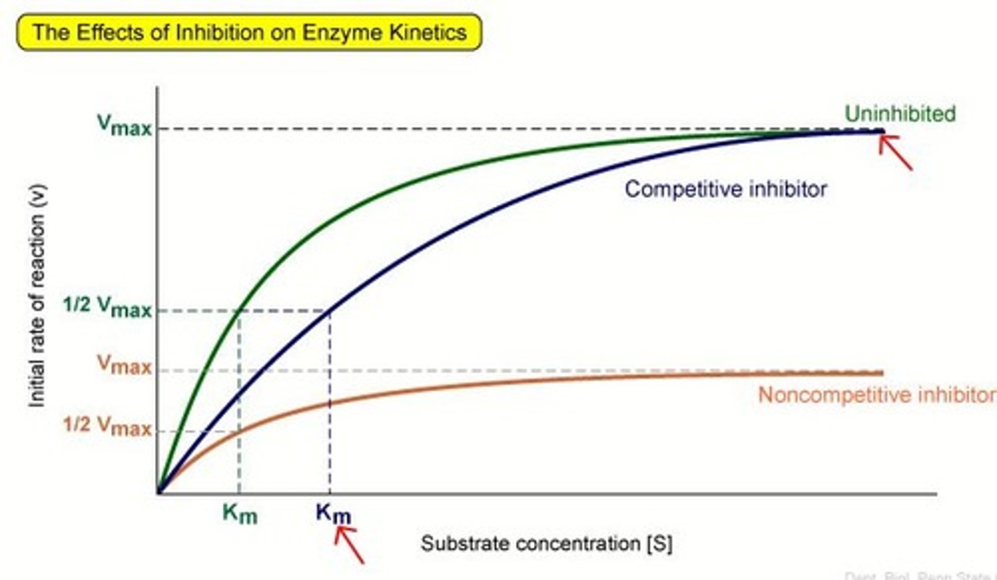 <p>Bind to an allosteric site and hence do not exist in direct competition with the substrate</p><p>Increasing substrate concentrations will not effect the level of inhibition caused by the non-competitive inhibitor</p><p>The maximum rate of enzyme activity (Vmax) is therefore reduced</p>
