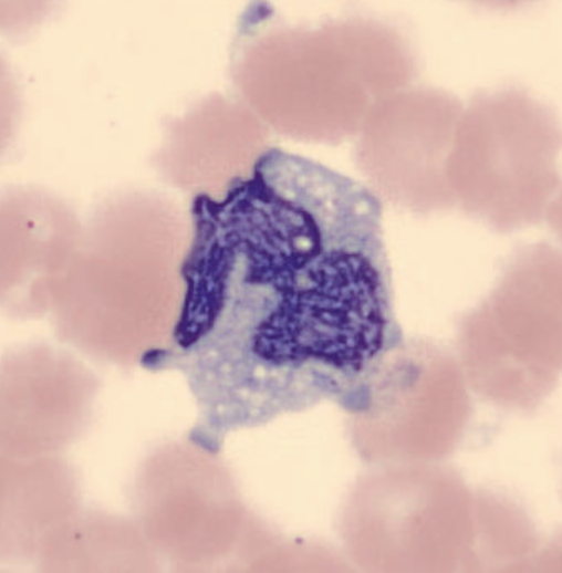 term image
