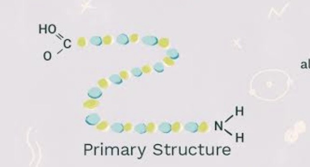 <p>The unique, linear sequence of amino acids in a protein, determined by inherited genetic information.</p>