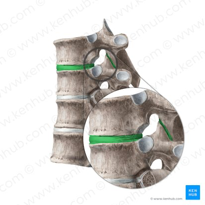 <p>Formed between <strong>adjacent vertebral bodies</strong></p><p></p>