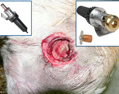 <p>This problem has a hematogenous route of infection or direct inoculation, often from things like skull fractures, otitis, sinusitis, or dehorning injuries</p>