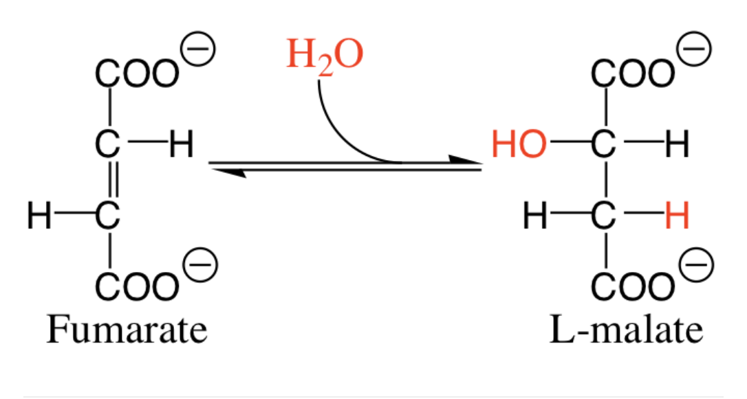 <p><span>How many reduced cofactors (NADH or FADH</span><sub>2</sub><span>) are formed in this reaction?</span></p>