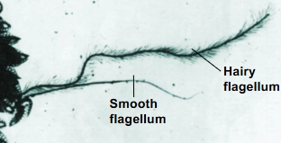 <p>Stramenopiles</p>