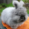<p>welk type konijn is dit</p>