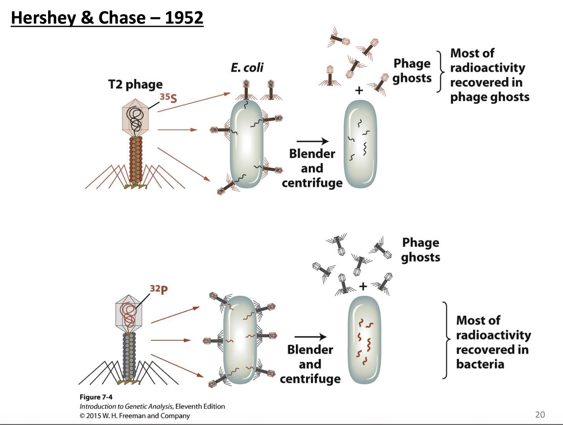 <p>Sulfur marked proteins made up the “ghost” of the phage: outside that was not injected. Phosphorus marked DNA entered the cell being attacked, and was able to be recovered from progeny (offspring)</p><p>Conclusion: DNA is the hereditary material for T2 phages, not protein</p>