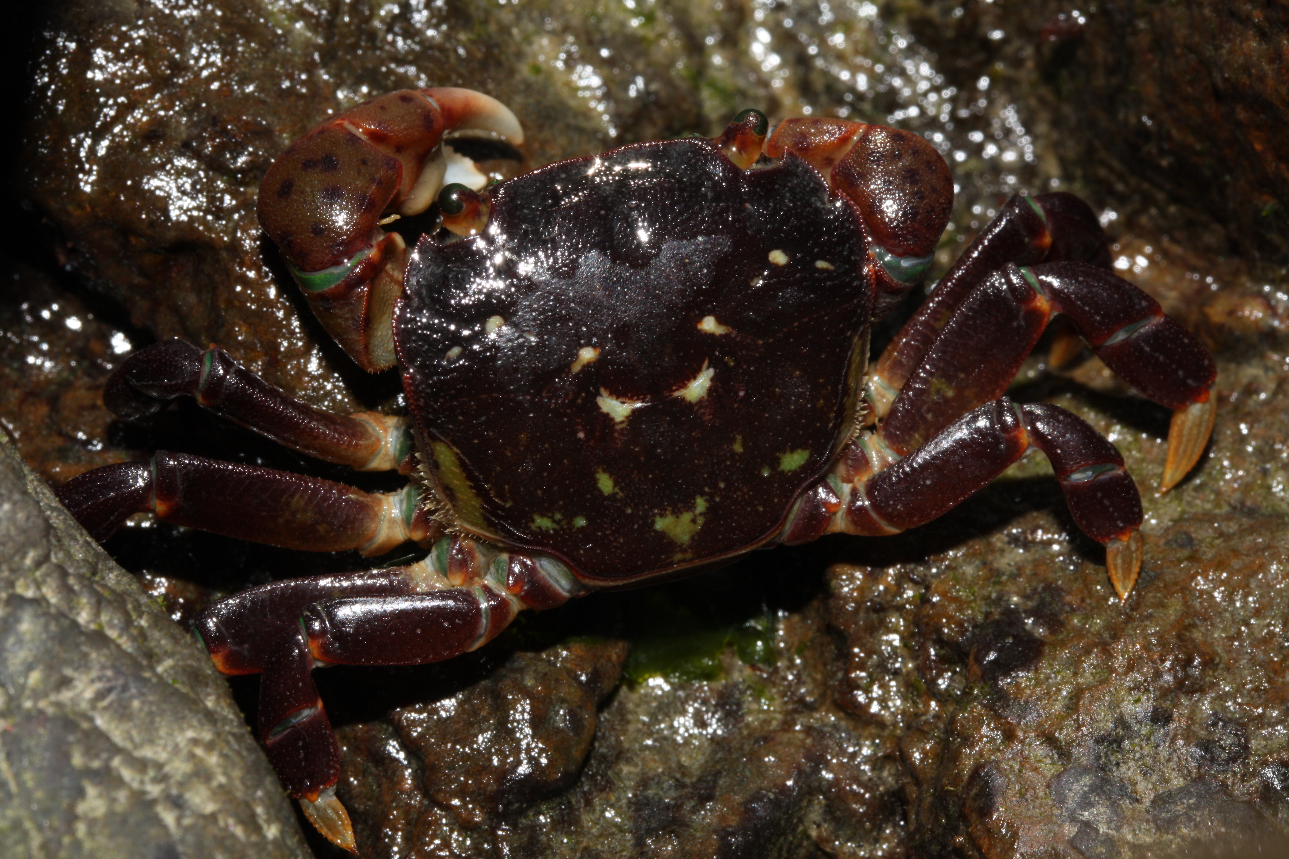 <p>Purple shore crab</p>