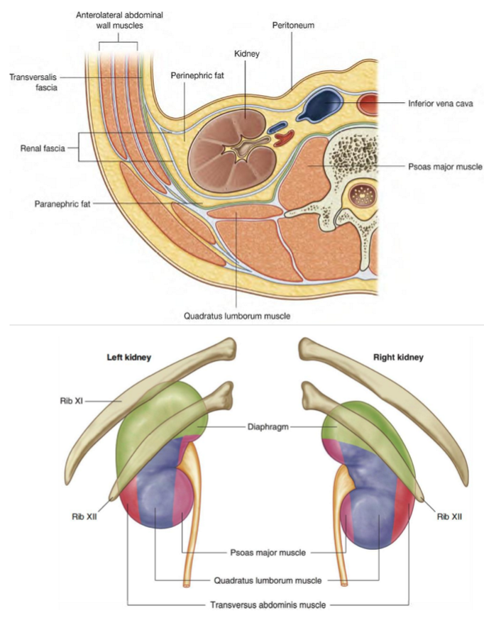 <ul><li><p>Peritoneum + abdominal viscera</p><ul><li><p><em>Urinary</em> viscera are <strong>retroperitoneal</strong></p></li></ul></li></ul><p></p>