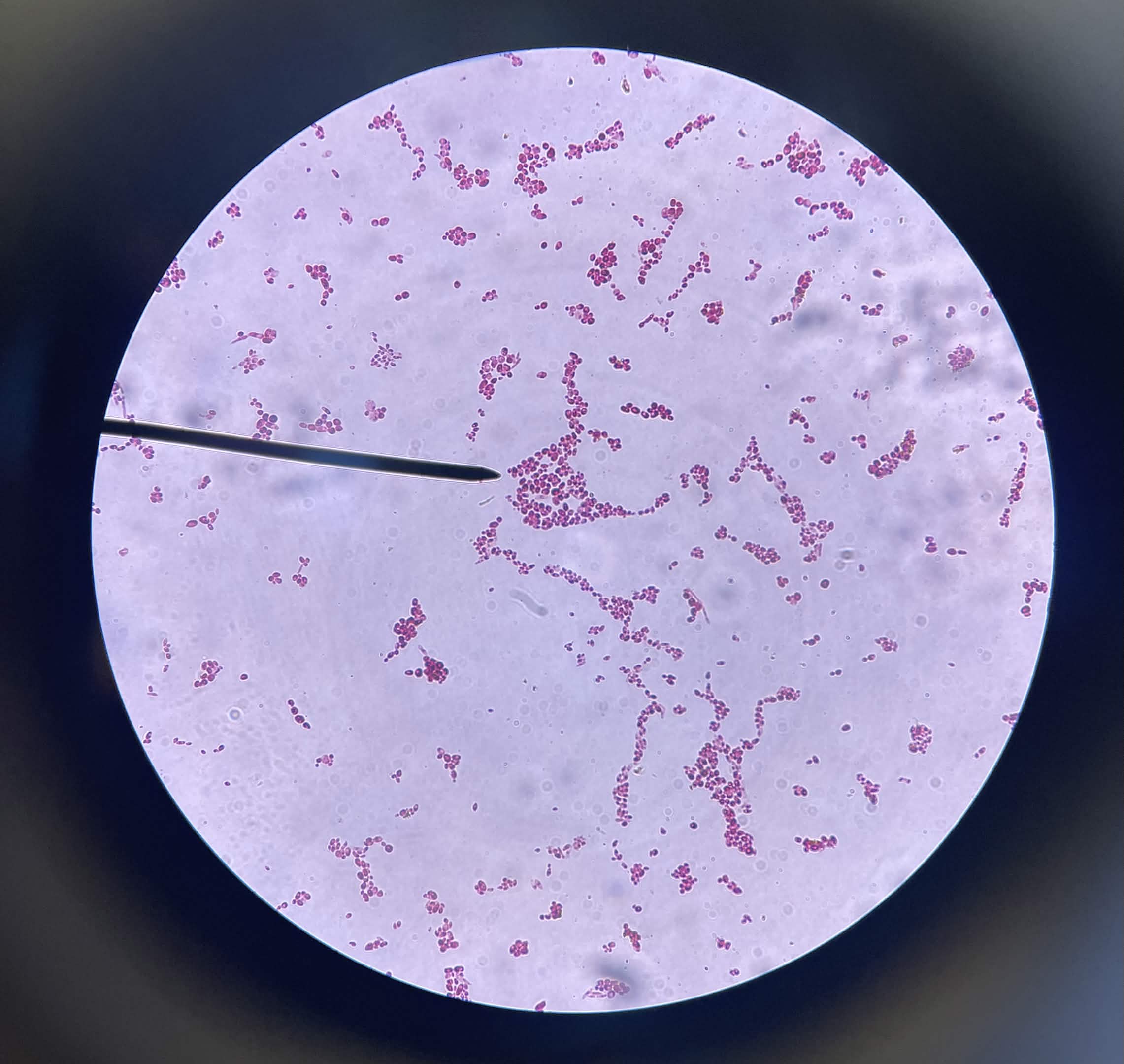 <p>What is this?</p>