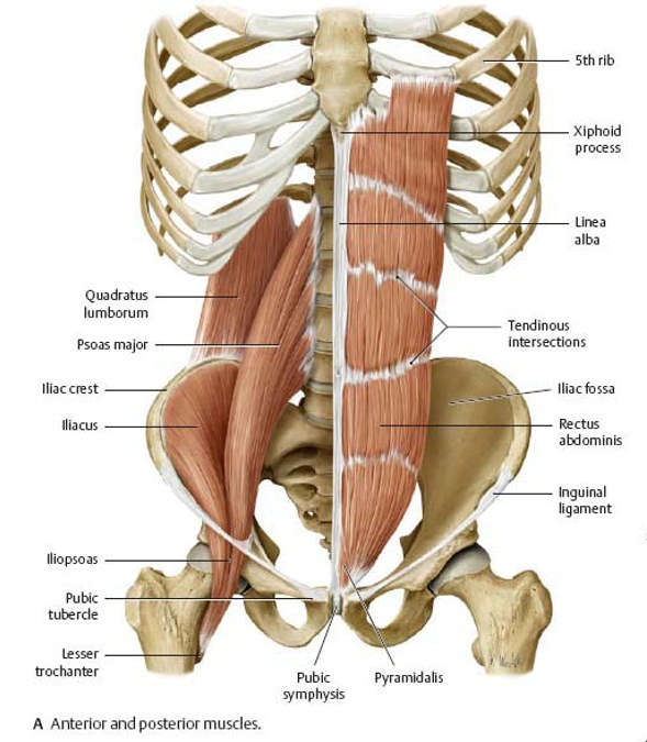 <p>medial group muscles and their innervation </p>