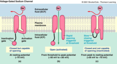 <p>-after a stimulus leading to an increase in gNa, another stimulus is LESS able to cause an increase in gNa for some time</p><p>-for a short period, this inactivation is ABSOLUTE- that is, gNa will not respond to even strong stimulus</p><p>-afterward, a stronger than usual stimulus can turn gNa on (relative)</p>