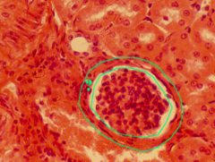 <p>identify the tissue</p>
