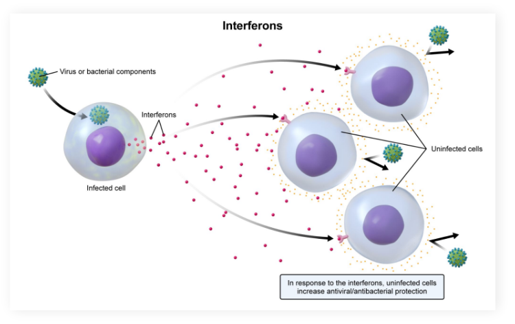 <p>Secreted by <strong>virally </strong>or <strong>bacterially infected cells</strong>, binding to non-infected cells to prepare them for attack</p><p></p><p>RED FLAG, WE NEED TO DEFEND, INTERFERE PLEASE</p>