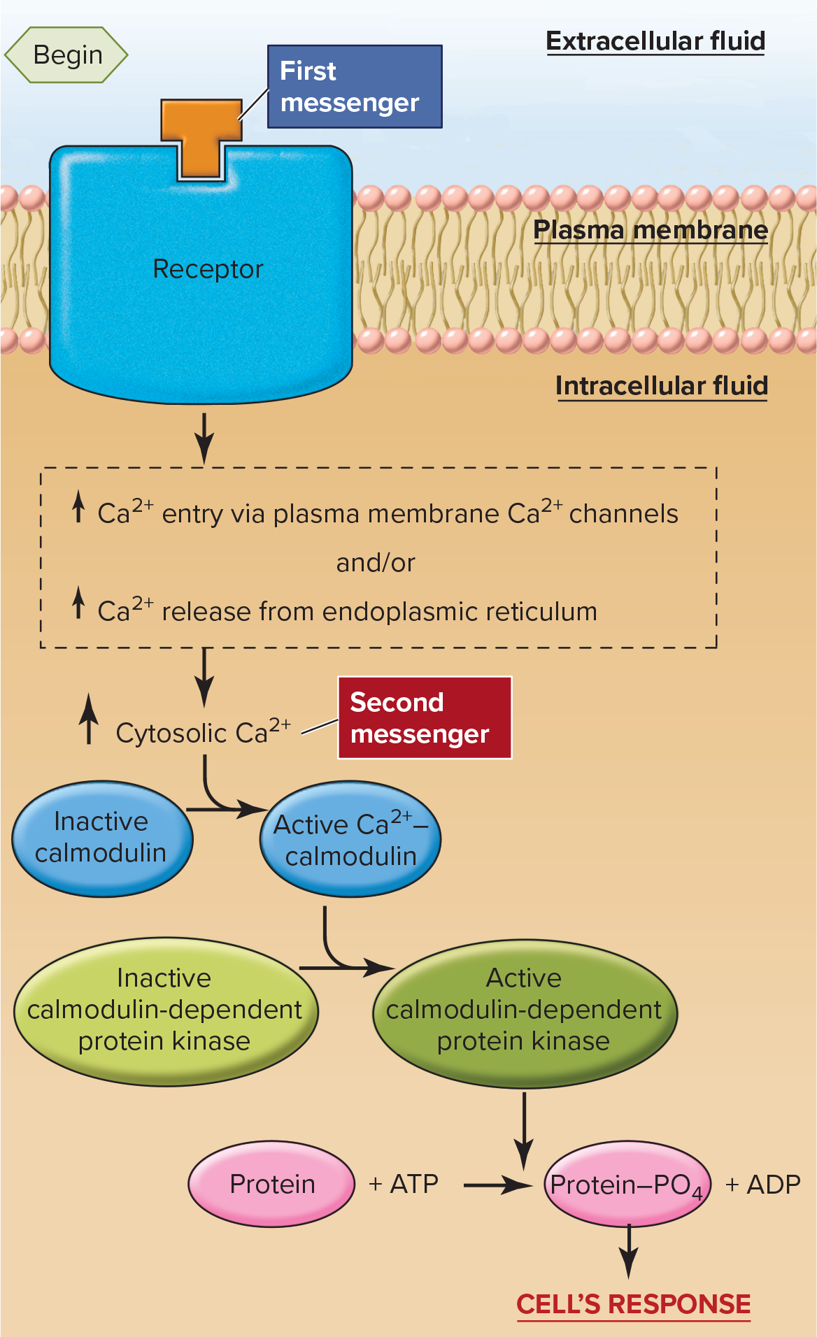 <p><span>Intracellular enzymes that, when activated by calcium and the protein calmodulin, phosphorylate many protein substrates within cells; they are components of many intracellular signaling mechanism</span></p>