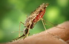 <ul><li><p>causes Malaria and <span>lymphatic filariasis</span></p></li></ul><p></p>