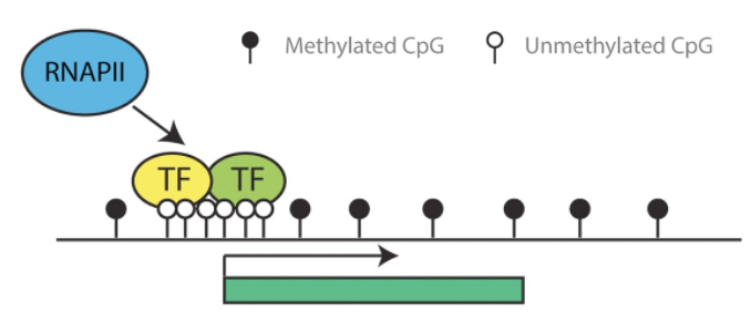 <ol><li><p>LOW DNA methylation (open circles = unmethylated CpG)</p></li><li><p>TFs bind to specific DNA motifs</p></li><li><p>Activators recruit coactivators and RNAP II machinery (GTM) = Pre-initiation complex </p></li><li><p>Result: transcription proceeds</p></li></ol><p></p>