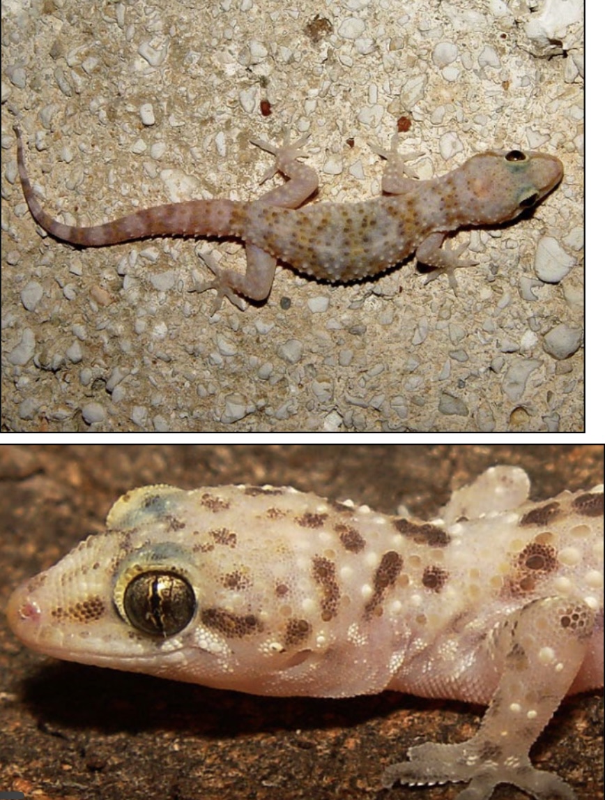 <p>Common Name: Mediterranean House Gecko</p><p>Family: Gekkonidae</p><p>ID: small scales; pinkish to tannish semi-translucent body; lack eyelids; numerous tubercles</p><p>Restricted to urban settings</p><p>Nocturnal, only active on warm nights</p>
