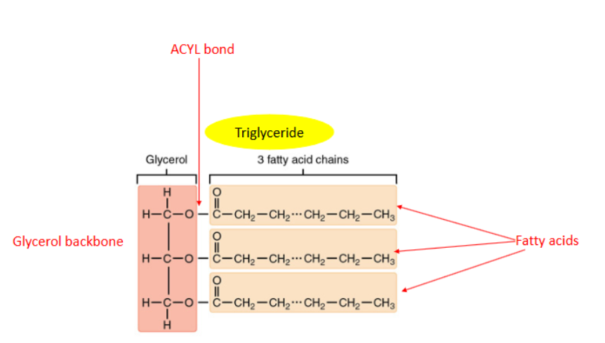 <p>Glycerol Backbone</p><p>ACYL Bond</p><p>Triglyceride</p><p>Fatty Acids</p>