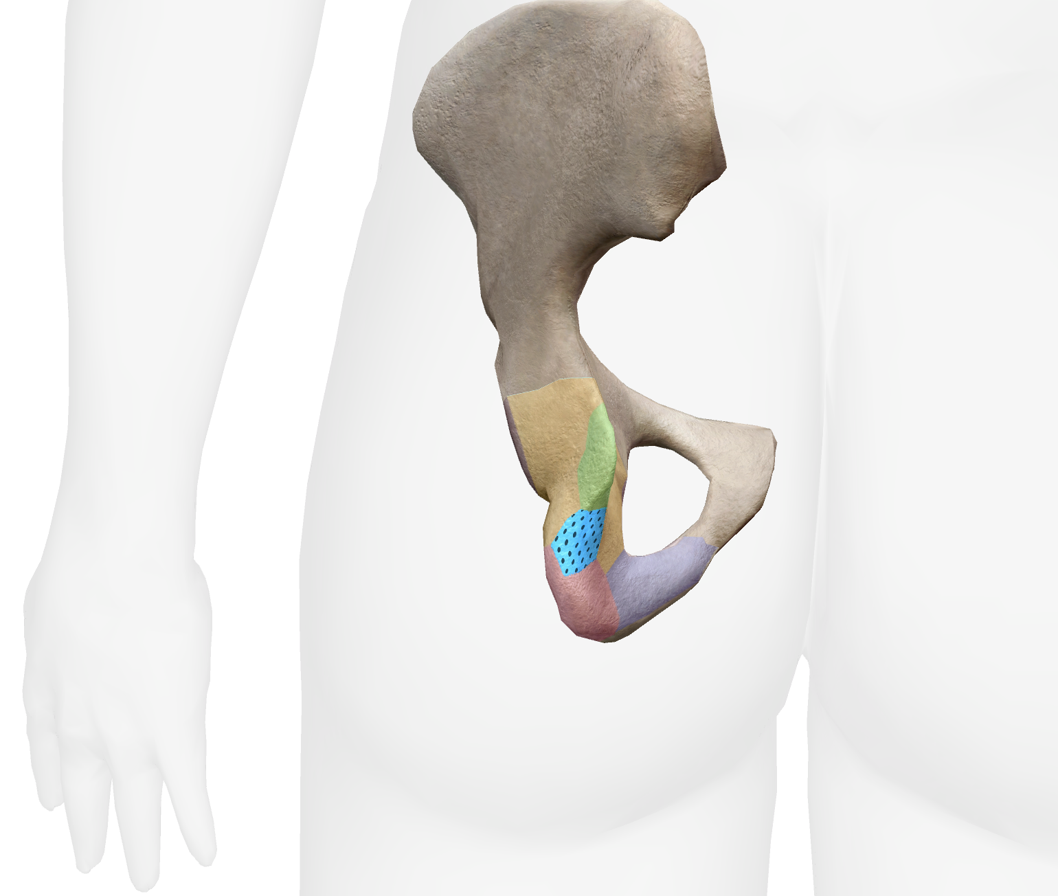 <p>What is this part of the ischium</p>