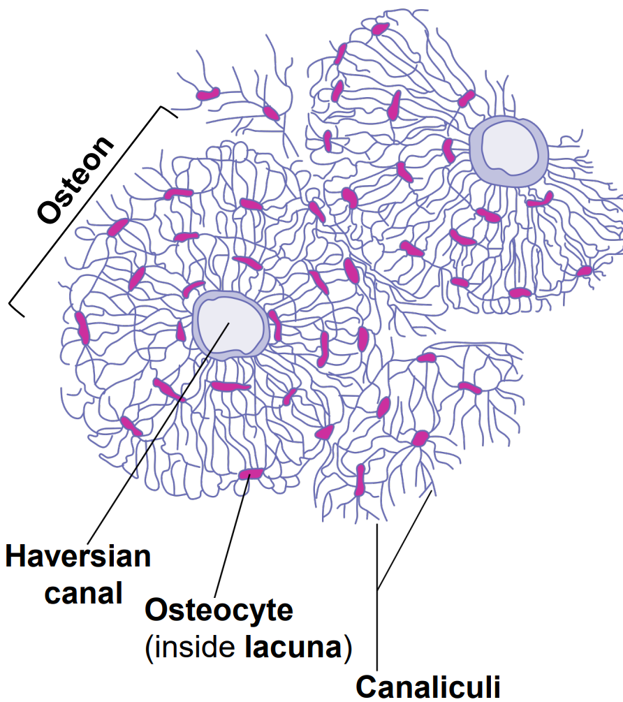 <p>Dense bone tissue that forms the hard outer layer of bones.</p>