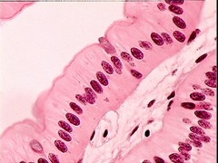 <p>Function: Absorption; secretion of mucus, enzymes, and other substances; ciliated type propels mucus (or reproductive cells) by ciliated action</p><p>LOCATIONS: Lining of stomach, intestine, gallbladder, uterine tubes, and collectin</p>
