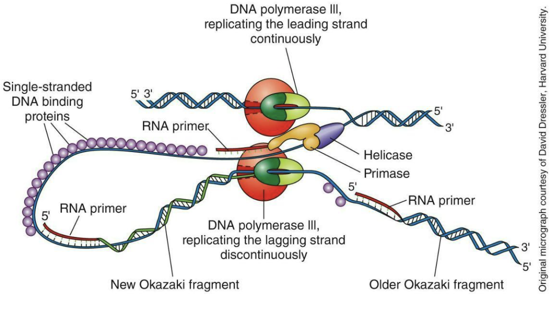 <ul><li><p>Initiation and elongation: DNA polymerase III adds nucleotides to RNA primers (synthesized by primase)</p></li><li><p><strong><em>Continuous</em></strong> leading strand and <strong><em>discontinuous</em></strong> lagging strand at each replicating fork - a single fork is shown below</p></li></ul><p></p>