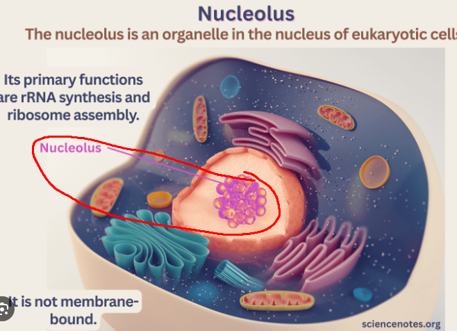 <p>A dense structure inside the nucleus where RNA is made and ribosome assembly takes place. (Not the same as the nucleus.)</p>