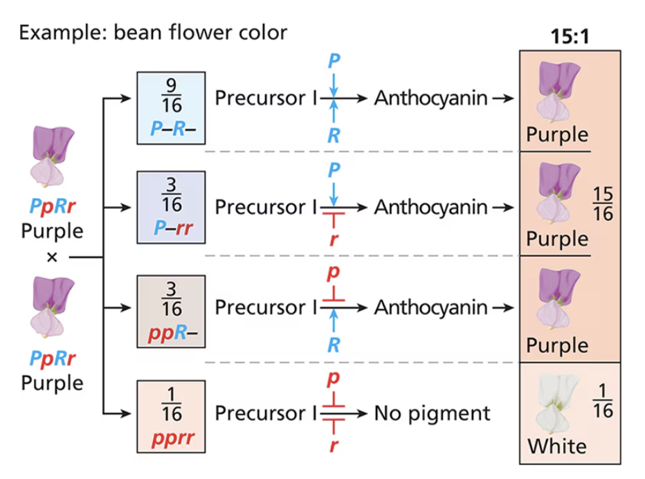 <p><span style="background-color: transparent;">any wild type action creates the dominant phenotype</span></p><ul><li><p><span style="background-color: transparent;">15:1</span></p></li></ul><p></p>