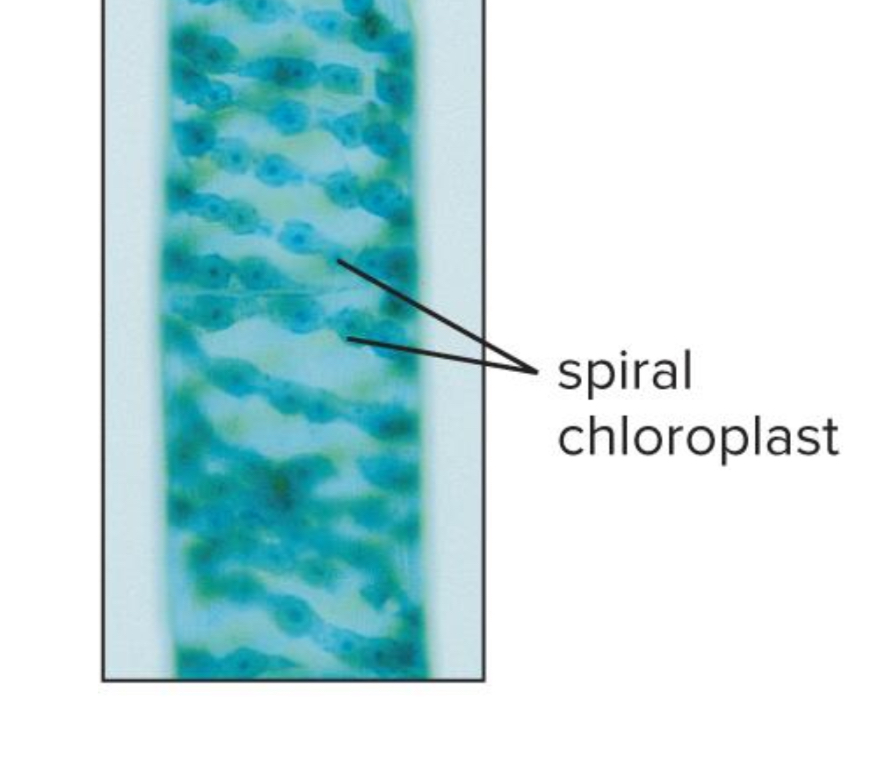 <p>What is the structure of the chloroplast located inside of the Spriogyra?</p>