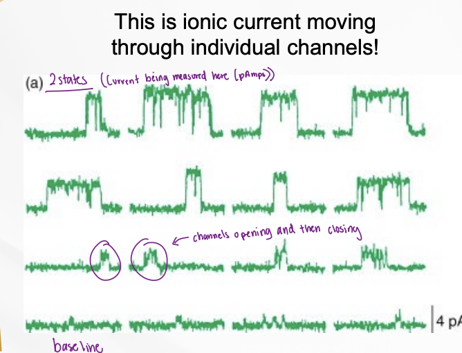 <p>fewer opening events, inhibitor reduces the frequency/probability of channels being open so there would be less peaks</p>