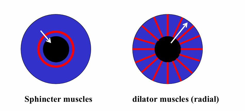 <p>sphincter muscles: circular </p><p>dilator muscles: radial </p>