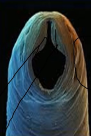 <p>what worm</p>