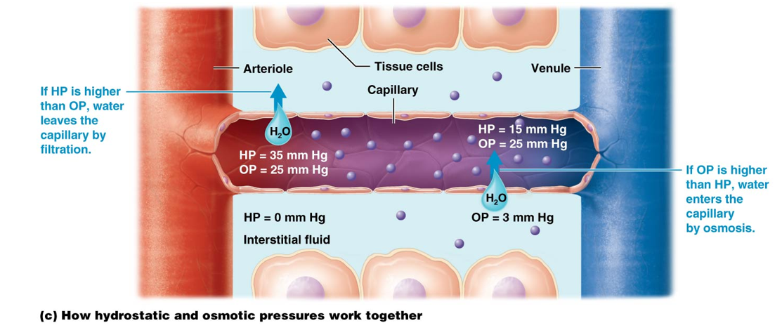 <p>The <strong>interaction between hydrostatic and colloid osmotic pressures</strong> determines this and the direction in which water will flow.</p><ul><li><p>Water moves out of the capillary when HP is higher than the COP</p></li><li><p>Water moves into the capillary when COP is higher than HP</p></li></ul><p></p>