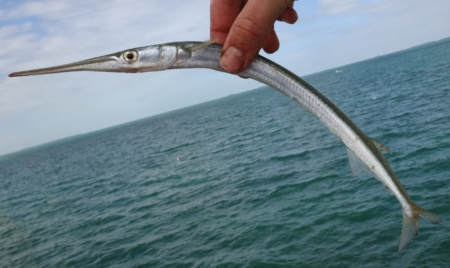 <p>elongated jaws, dark stripe, silver, no spines on fins</p>