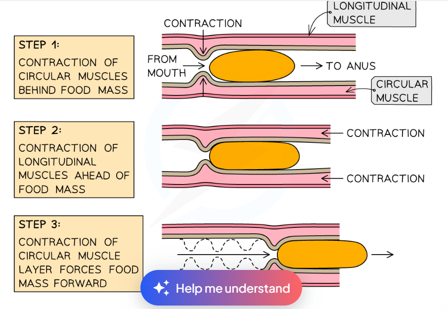 <p>Peristalsis is the involuntary, wave-like contraction of circular and longitudinal muscles in the wall of the gut that pushes the bolus (food) through the alimentary canal</p>