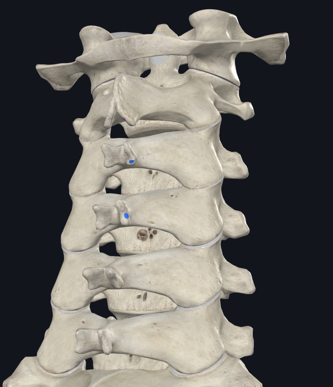 <p>SPs C2</p>