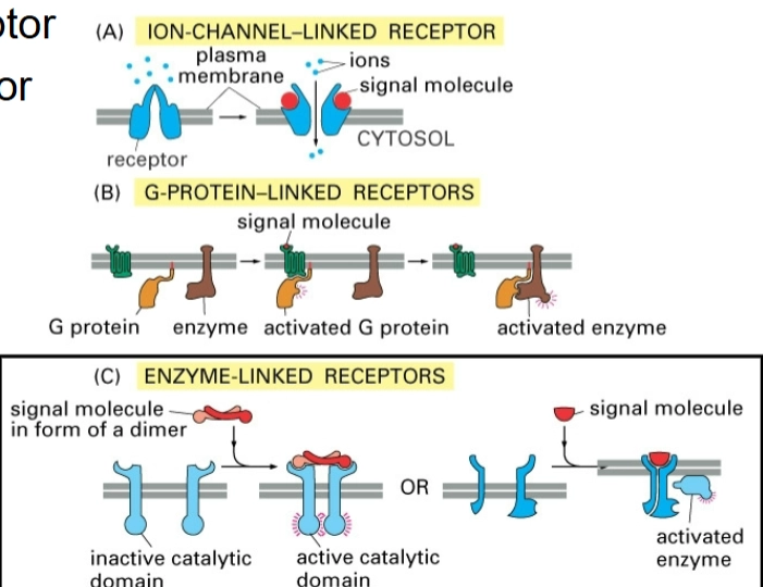 <ul><li><p>Ion-channel-linked receptor</p></li><li><p>G-protein-linked receptor</p></li><li><p>Enzyme-linked receptor</p></li></ul><p></p>