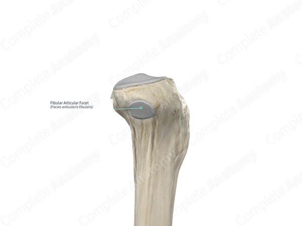 <p>Proximal and lateral</p>
